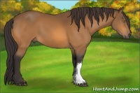 Horse Color:Buckskin 