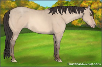 Horse Color:Amber Champagne Dun 