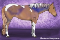 Horse Color:Chestnut Tobiano