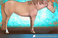 Horse Color:Gold Champagne 