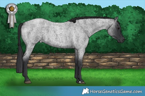 Horse Color:Blue Roan 