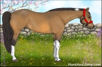 Horse Color:Buckskin Tobiano