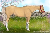 Horse Color:Gold Cream Champagne 