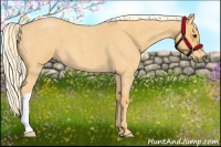 Horse Color:Palomino Roan