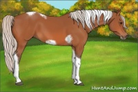 Horse Color:Silver Bay Tobiano Frame 