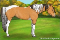 Horse Color:Buckskin Tobiano 