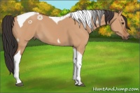 Horse Color:Bay Dun Tobiano 