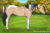 Horse Color:Bay Dun Tobiano 