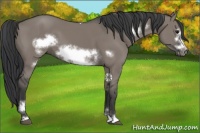 Horse Color:Grullo Sabino Frame 