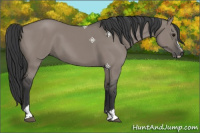 Horse Color:Grullo Sabino 