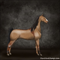 Horse Color:Gray Brown Dun