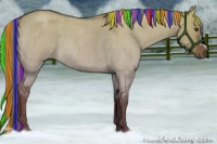 Horse Color:Painted Liver Red Dun Roan