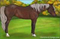 Horse Color:Silver Brown 