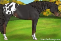 Horse Color:Liver Chestnut Appaloosa 