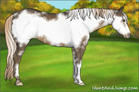 Horse Color:White Spotted Chocolate Palomino Frame