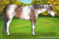 Horse Color:White Spotted Bay 