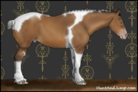 Horse Color:Gray Amber Champagne Tobiano