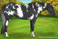 Horse Color:White Spotted Black