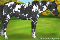 Horse Color:White Spotted Black 