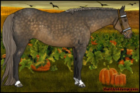 Horse Color:Chocolate Palomino