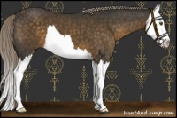 Horse Color:Chocolate Palomino Splash