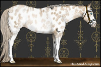 Horse Color:White Spotted Chocolate Palomino Pearl Near Leopard Rabicano 