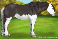 Horse Color:Smoky Black Splash Varnish 