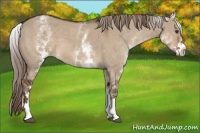 Horse Color:White Spotted Liver Red Dun 
