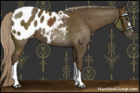 Horse Color:Chocolate Palomino Appaloosa 