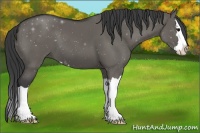 Horse Color:Grullo Sabino Splash