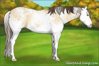 Horse Color:White Spotted Sable Cream Champagne Dun Splash 