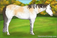 Horse Color:White Spotted Buckskin Dun Splash 