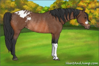 Horse Color:Bay Appaloosa Rabicano 