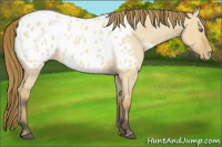 Horse Color:Buckskin Roan Dun Appaloosa 