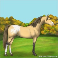 Horse Color:Buckskin Appaloosa