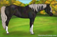 Horse Color:Midnight Silver Black 