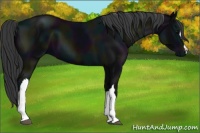 Horse Color:Midnight Black 