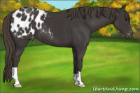 Horse Color:Smoky Black Appaloosa 