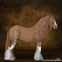 Horse Color:Gray White Spotted Red Dun 