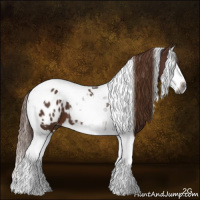 Horse Color:Gray Chestnut Splash Tobiano Appaloosa