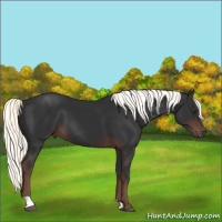 Horse Color:Liver Chestnut Mushroom 