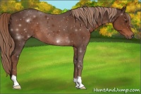 Horse Color:ERROR: UNKNOWN ANOMALY