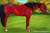 Horse Color:ERROR: UNKNOWN ANOMALY