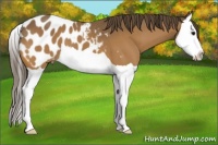 Horse Color:Buckskin Splash Appaloosa 