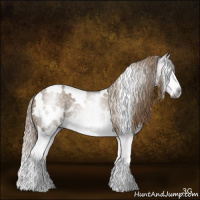 Horse Color:Gray White Spotted Liver Red Dun Splash 