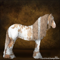 Horse Color:Gray White Spotted Gold Champagne Dun Appaloosa Rabicano 