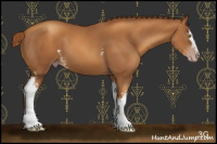 Horse Color:Gray White Spotted Gold Champagne