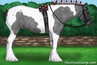 Horse Color:Blue Roan Tobiano