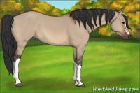 Horse Color:Bay Dun