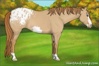 Horse Color:Red Dun Frame Appaloosa 